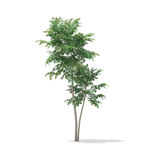 Pedunculate Oak Quercus Robur 3D model