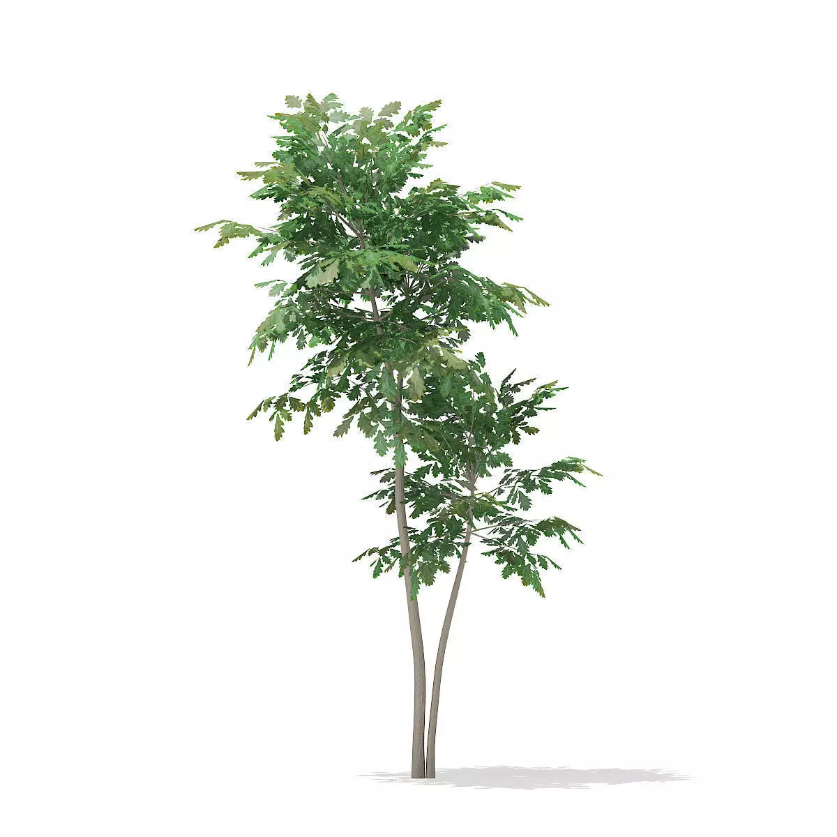 Pedunculate Oak Quercus Robur 3D model_0