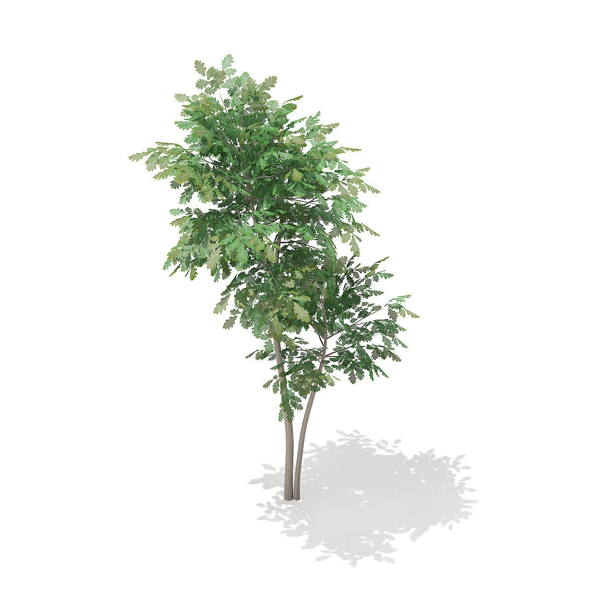 Pedunculate Oak Quercus Robur 3D model_5