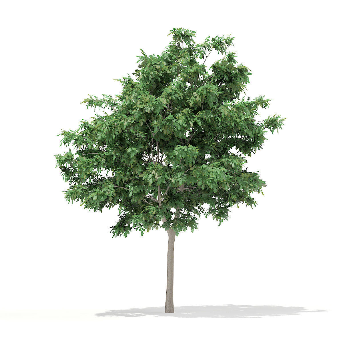 Pedunculate Oak Quercus Robur 6m 3D model_4
