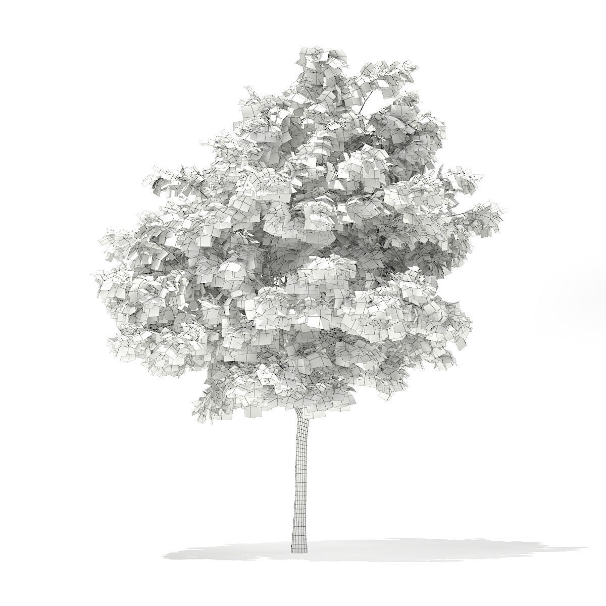 Pedunculate Oak Quercus Robur 6m 3D model_2