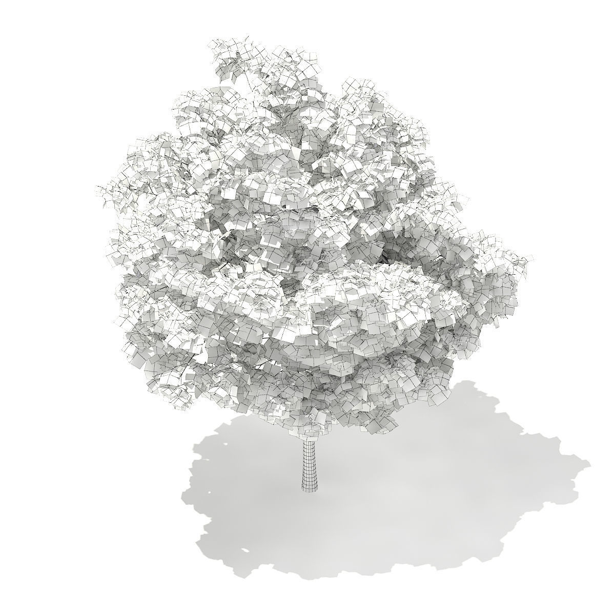Pedunculate Oak Quercus Robur 6m 3D model_1