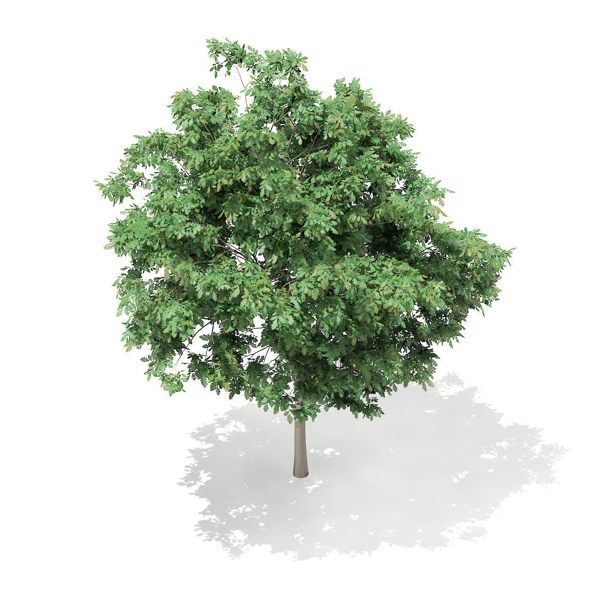 Pedunculate Oak Quercus Robur 6m 3D model_5