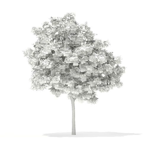 Pedunculate Oak Quercus Robur 6m 3D model
