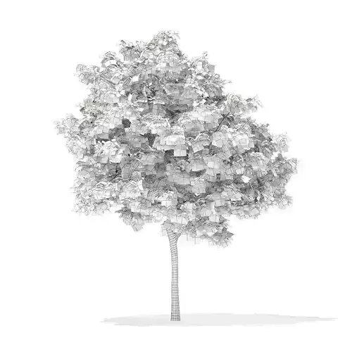 Pedunculate Oak Quercus Robur 6m 3D model Pedunculate Oak Quercus Robur 6m 3D model
