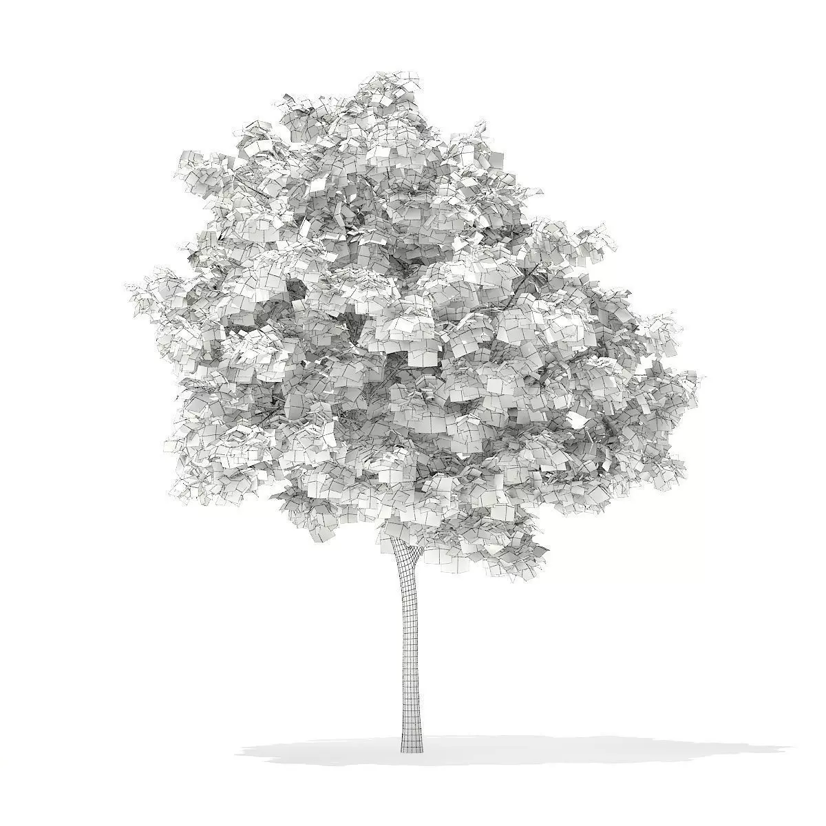 Pedunculate Oak Quercus Robur 6m 3D model_0