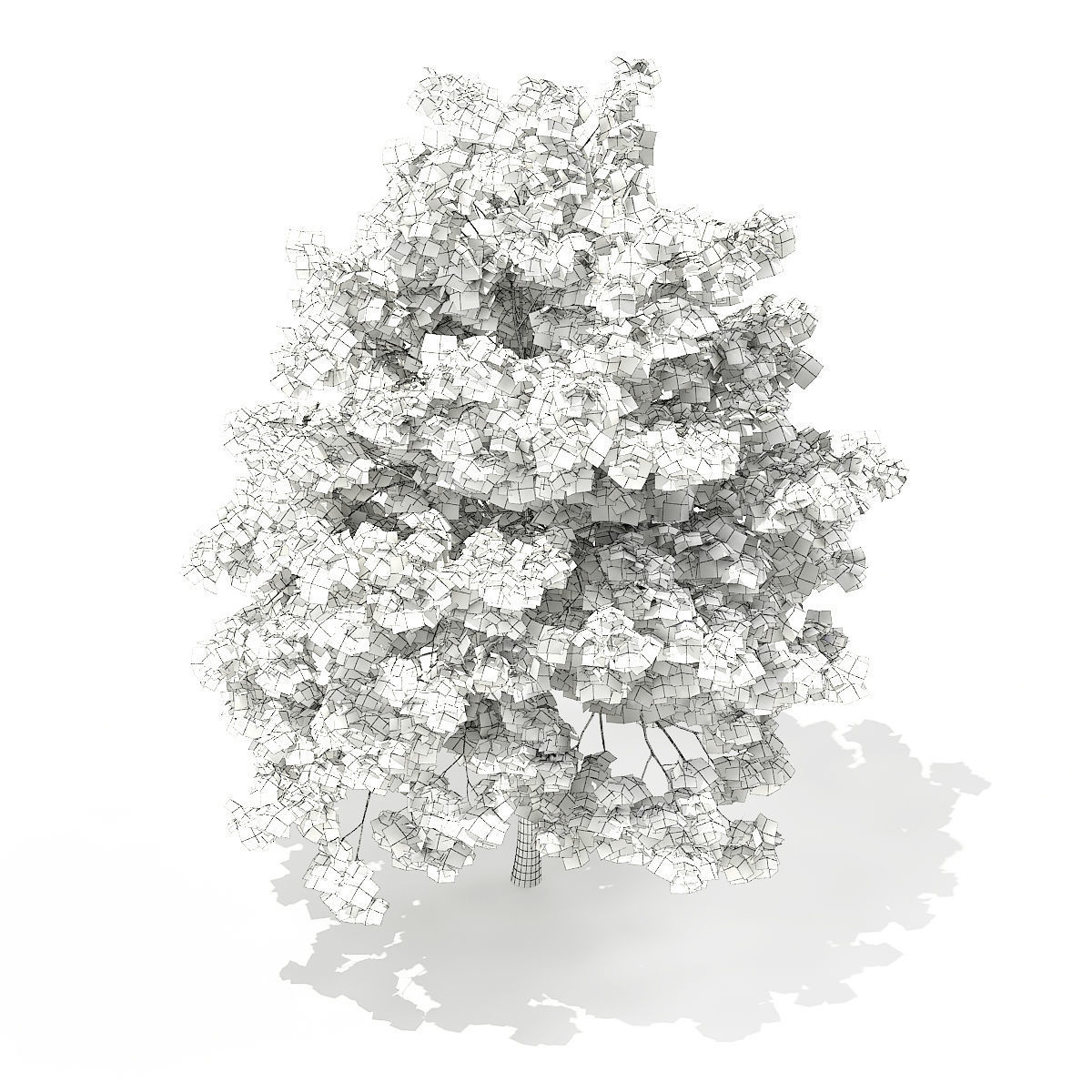 Pedunculate Oak Quercus Robur 7m 3D model_1