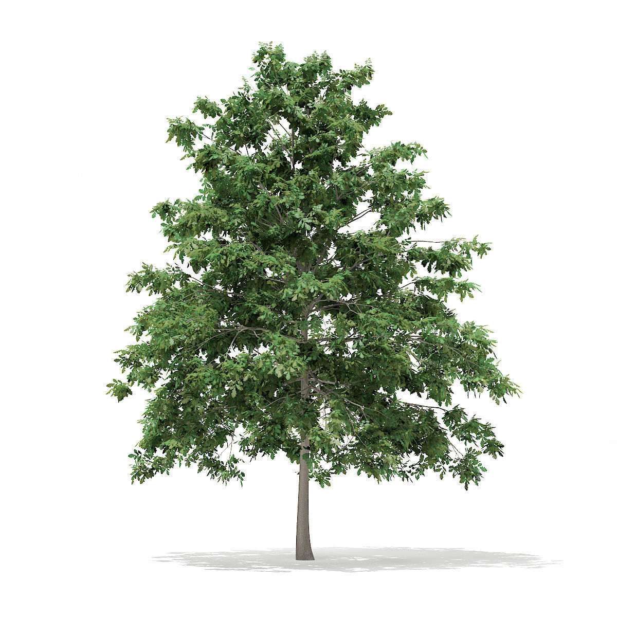 Pedunculate Oak Quercus Robur 7m 3D model_6