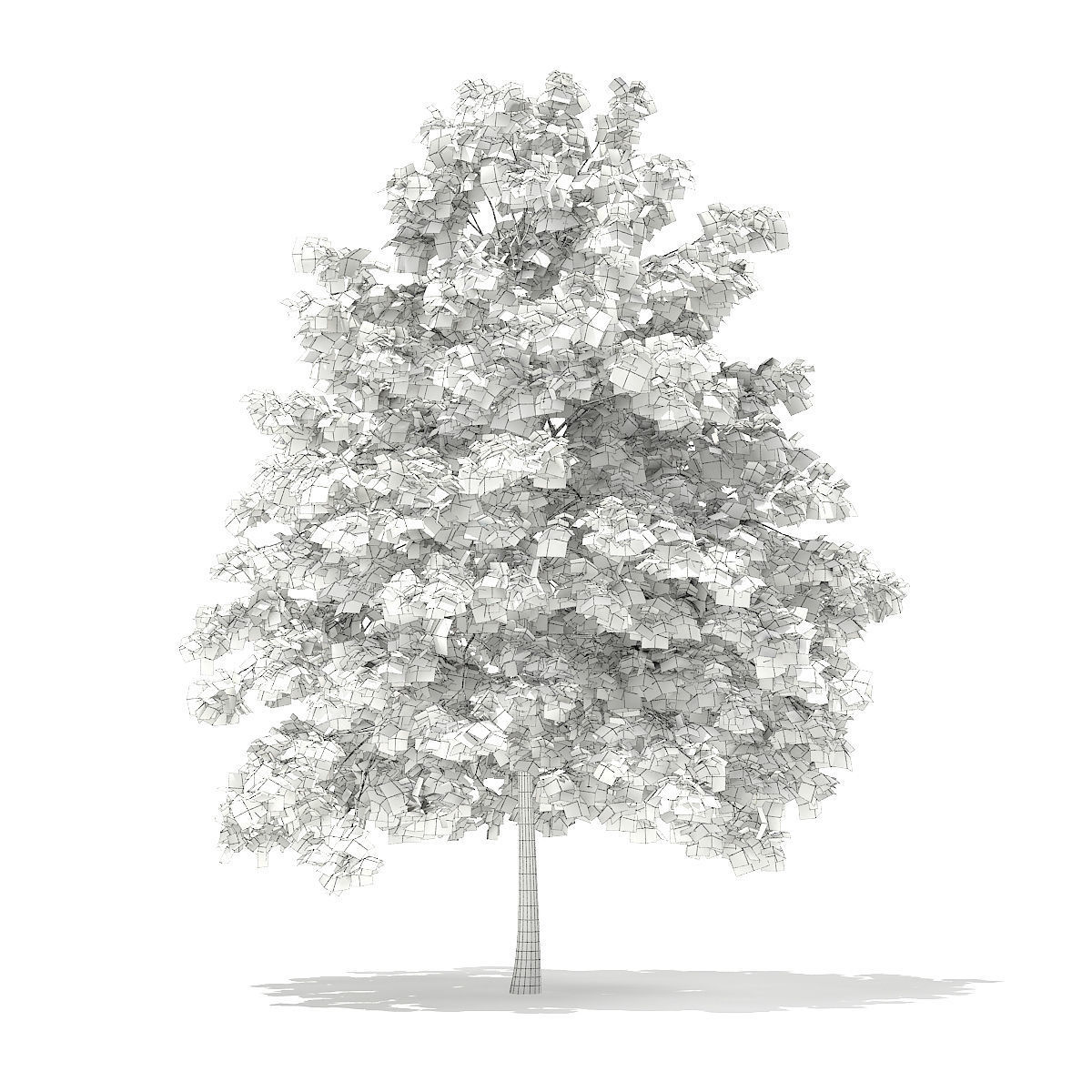 Pedunculate Oak Quercus Robur 7m 3D model_0