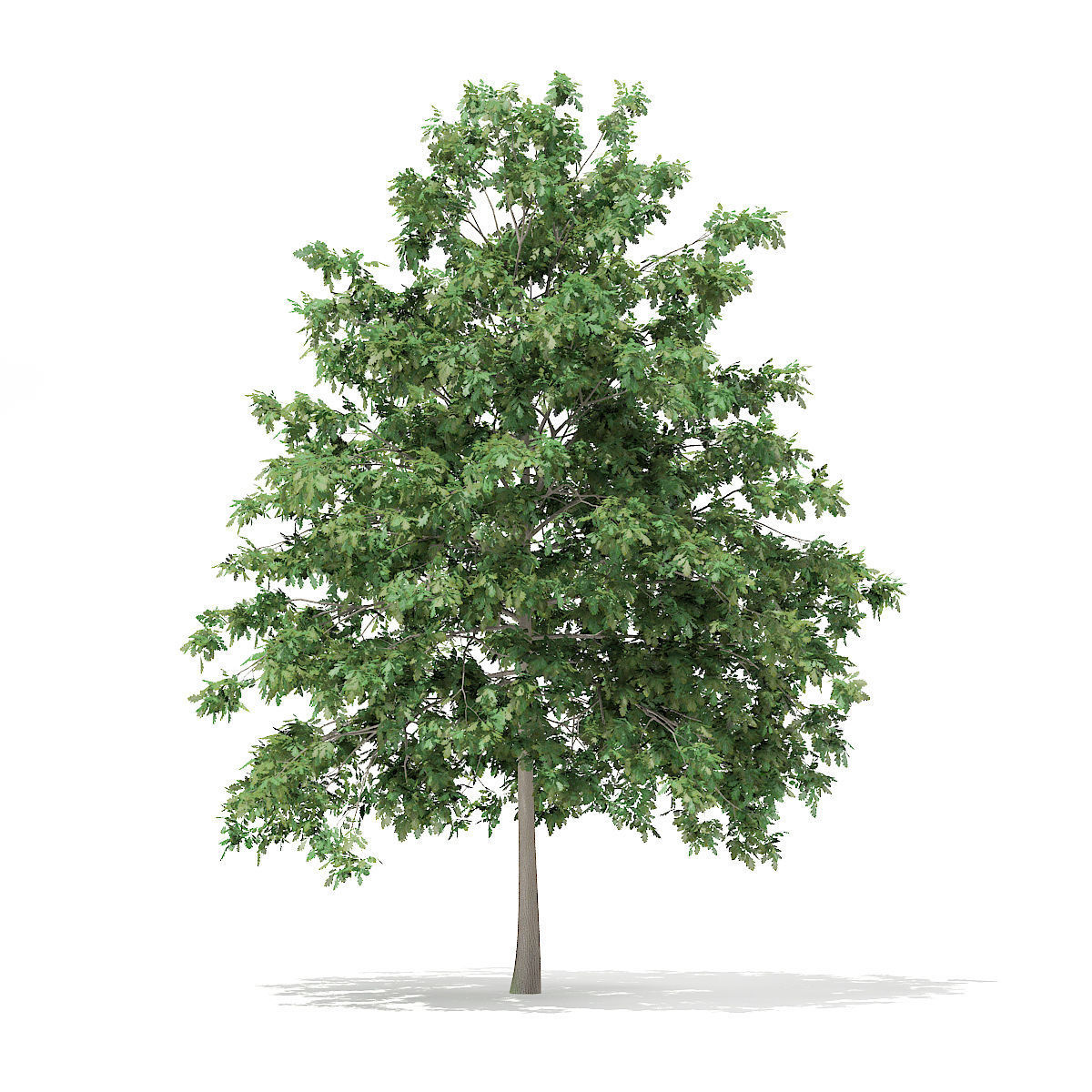 Pedunculate Oak Quercus Robur 7m 3D model_3