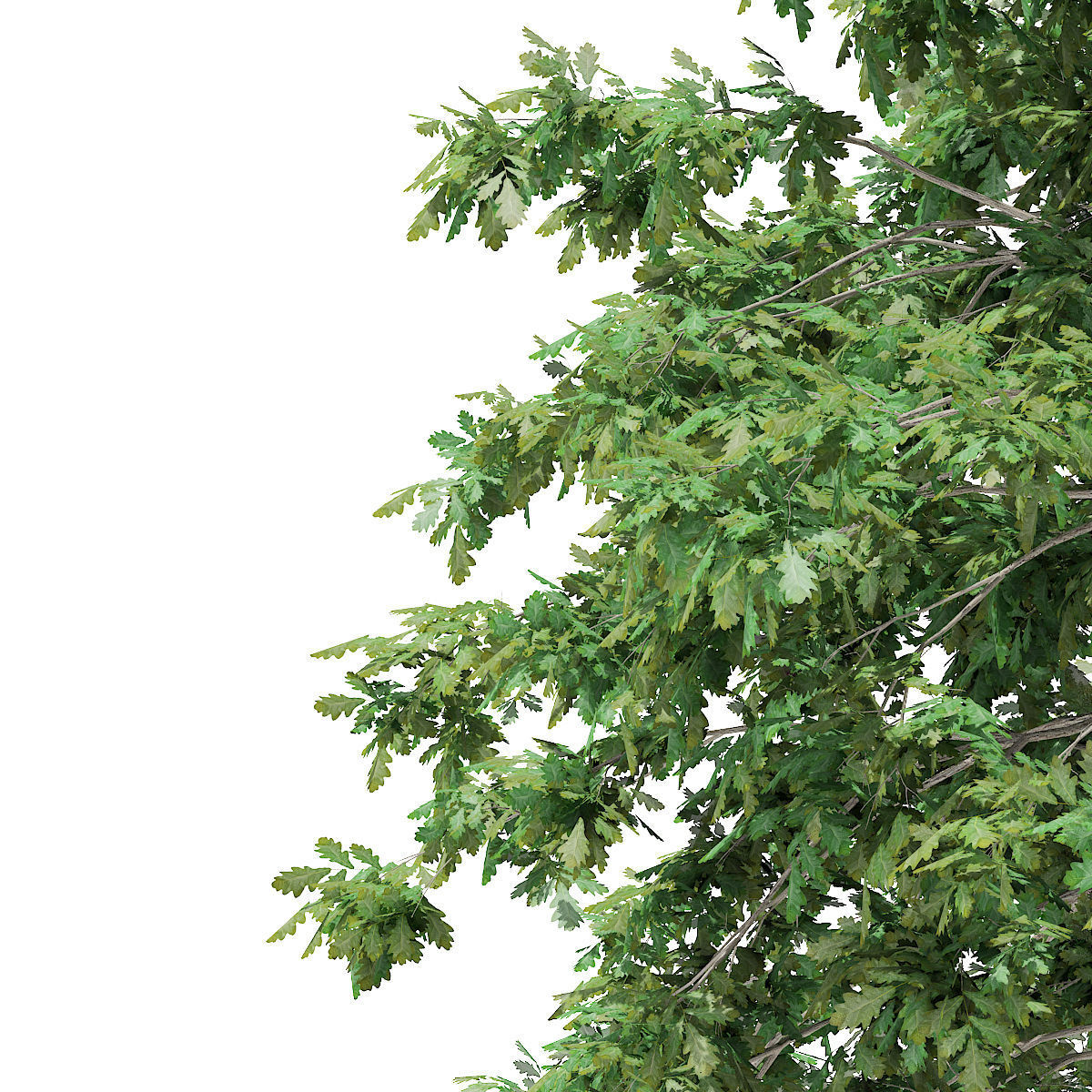 Pedunculate Oak Quercus Robur 7m 3D model_7