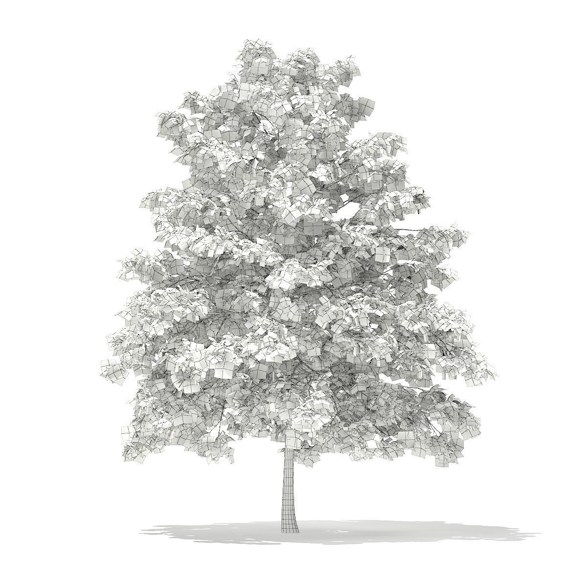 Pedunculate Oak Quercus Robur 7m 3D model_2