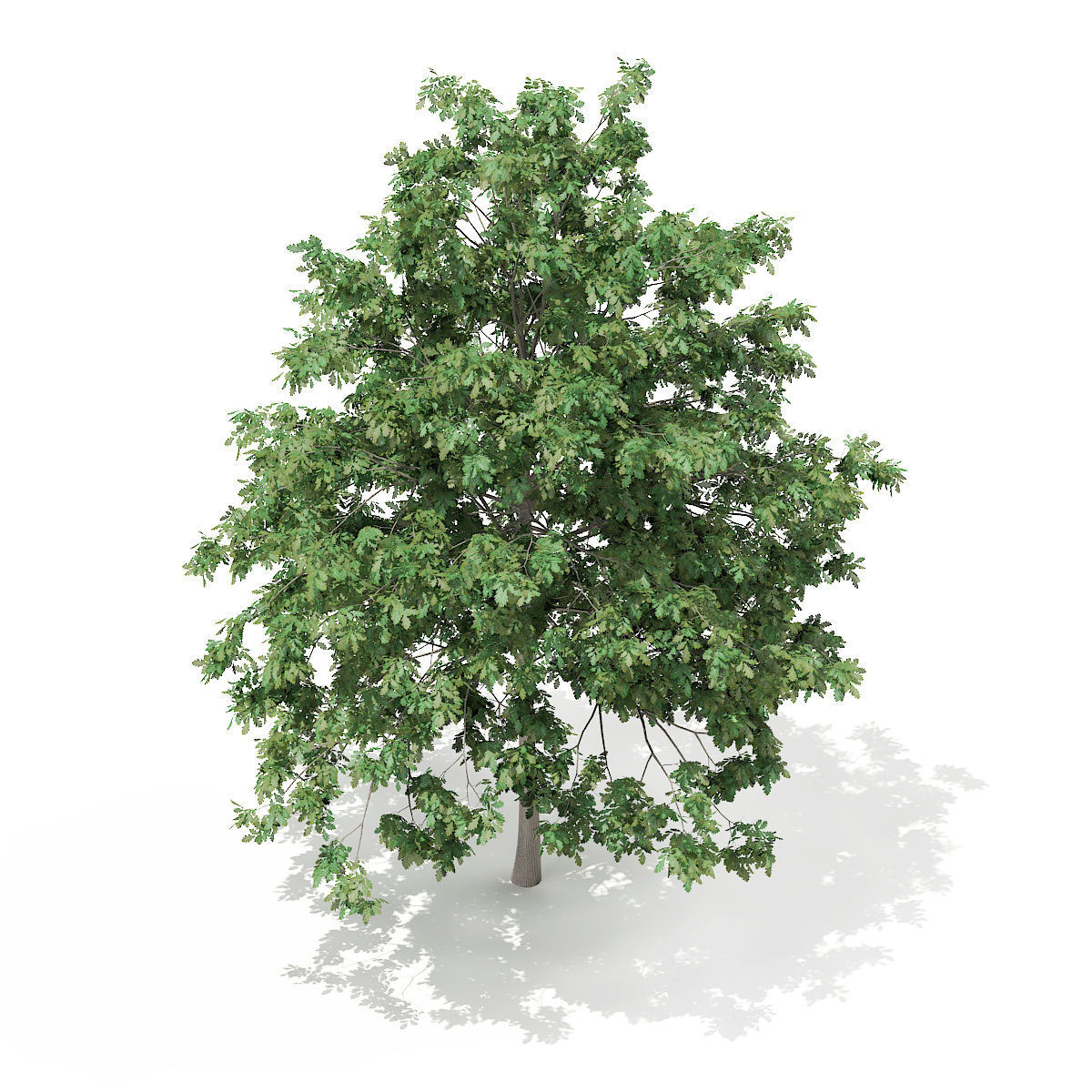 Pedunculate Oak Quercus Robur 7m 3D model_4