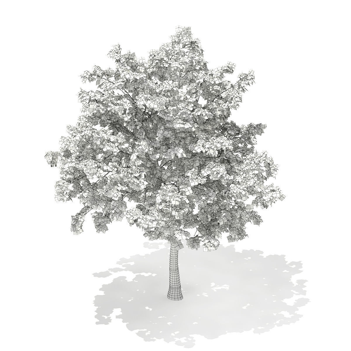 Pedunculate Oak Quercus Robur 9m 3D model_4