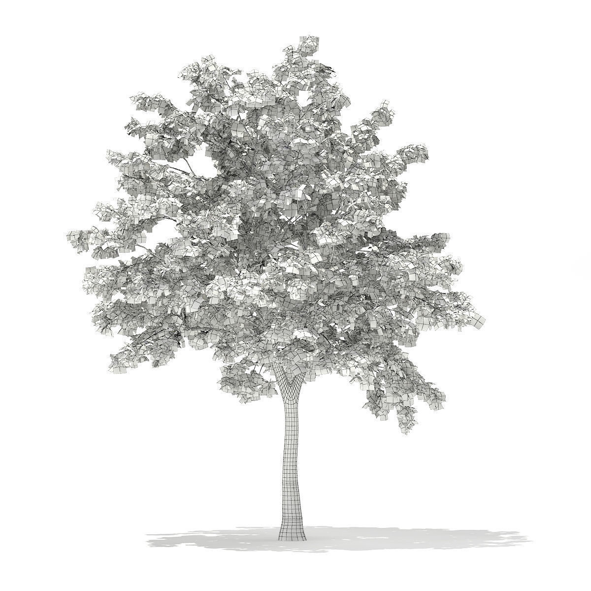 Pedunculate Oak Quercus Robur 9m 3D model_1