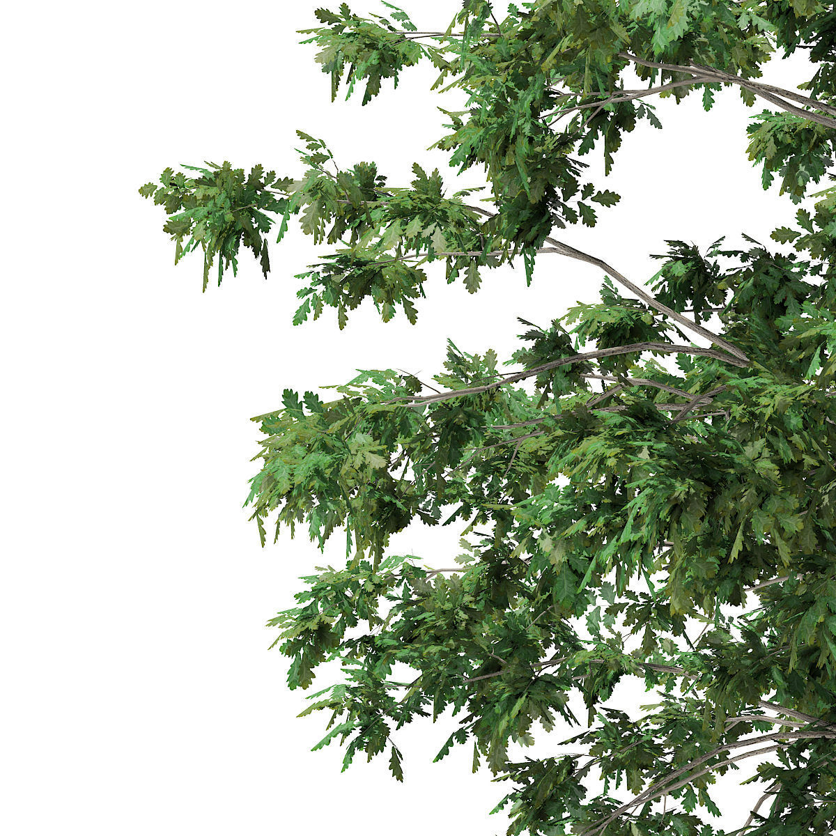 Pedunculate Oak Quercus Robur 9m 3D model_6