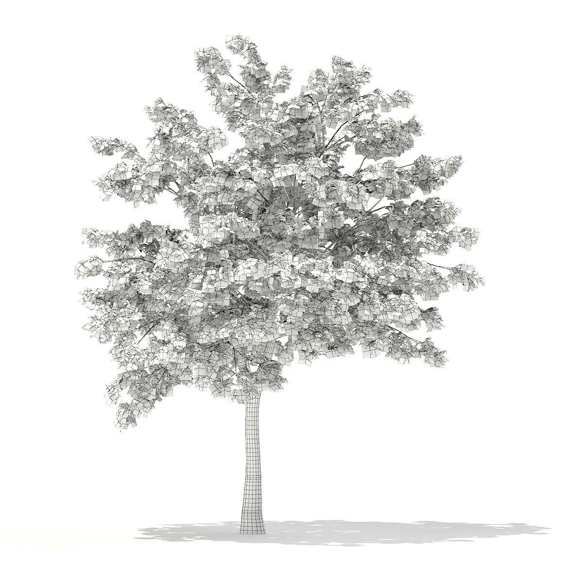 Pedunculate Oak Quercus Robur 9m 3D model_3