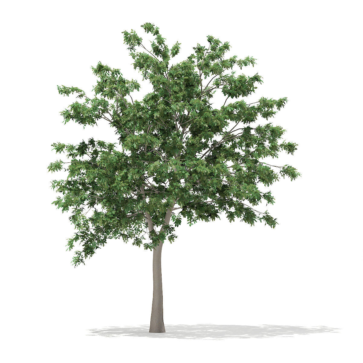 Pedunculate Oak Quercus Robur 9m 3D model_2