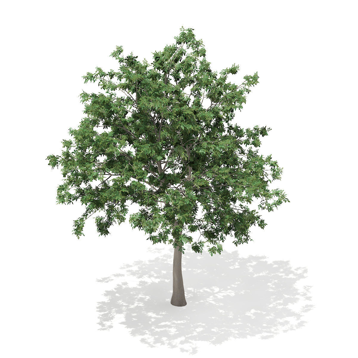 Pedunculate Oak Quercus Robur 9m 3D model_5