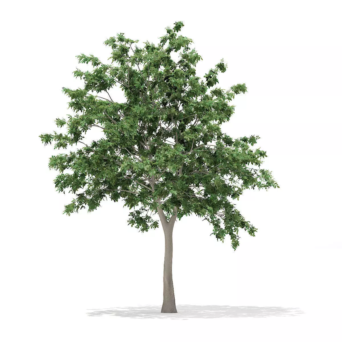 Pedunculate Oak Quercus Robur 9m 3D model_0