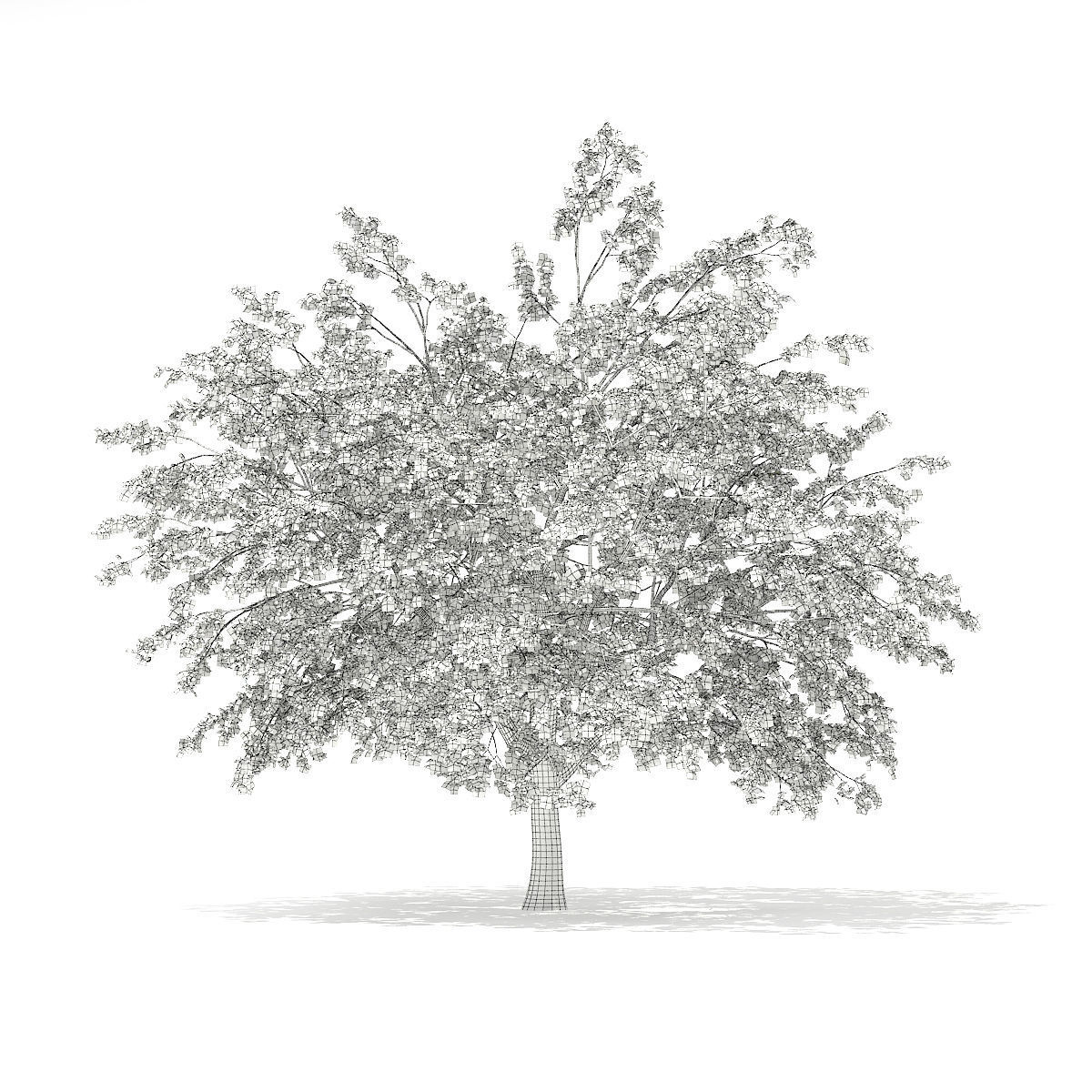 Pedunculate Oak Quercus Robur 15m 3D model_3