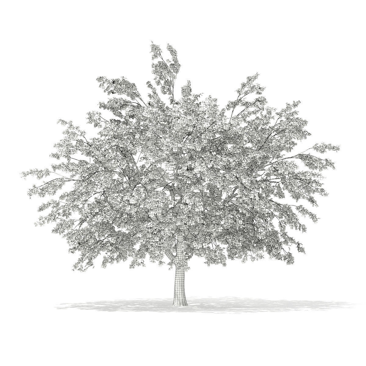 Pedunculate Oak Quercus Robur 15m 3D model_1