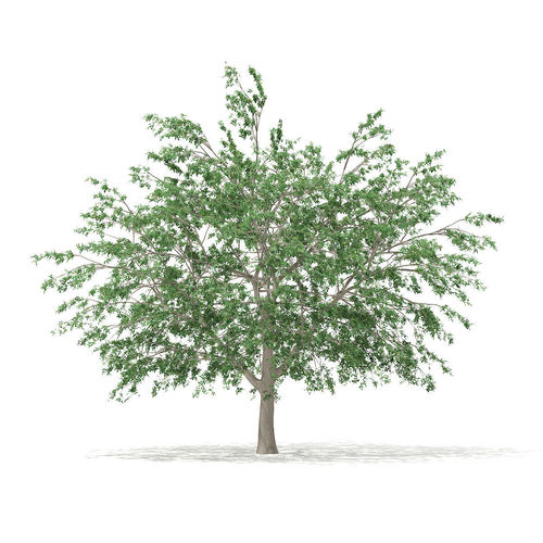 Pedunculate Oak Quercus Robur 15m 3D model