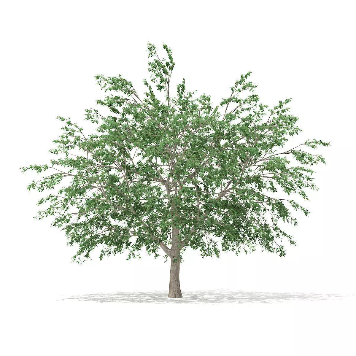 Pedunculate Oak Quercus Robur 15m 3D model_0
