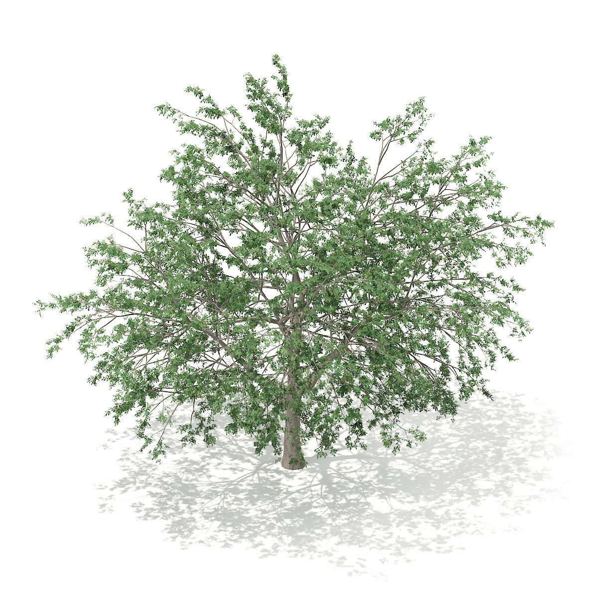 Pedunculate Oak Quercus Robur 15m 3D model_4