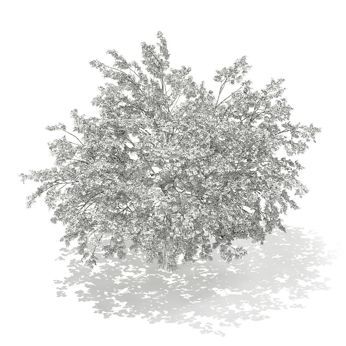 Pedunculate Oak Quercus Robur 15m 3D model_5
