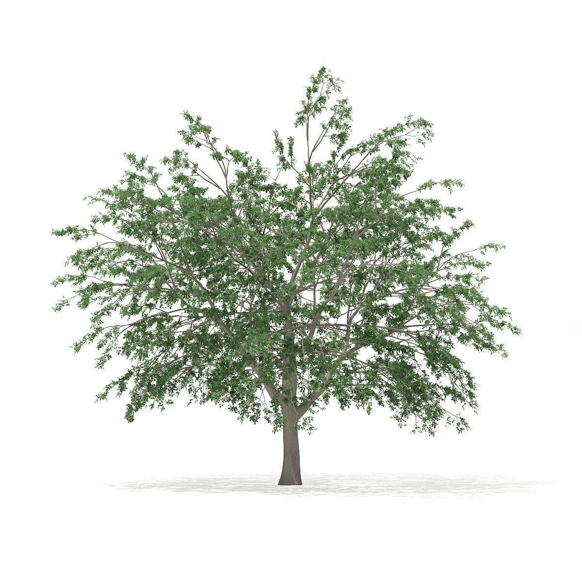 Pedunculate Oak Quercus Robur 15m 3D model_2