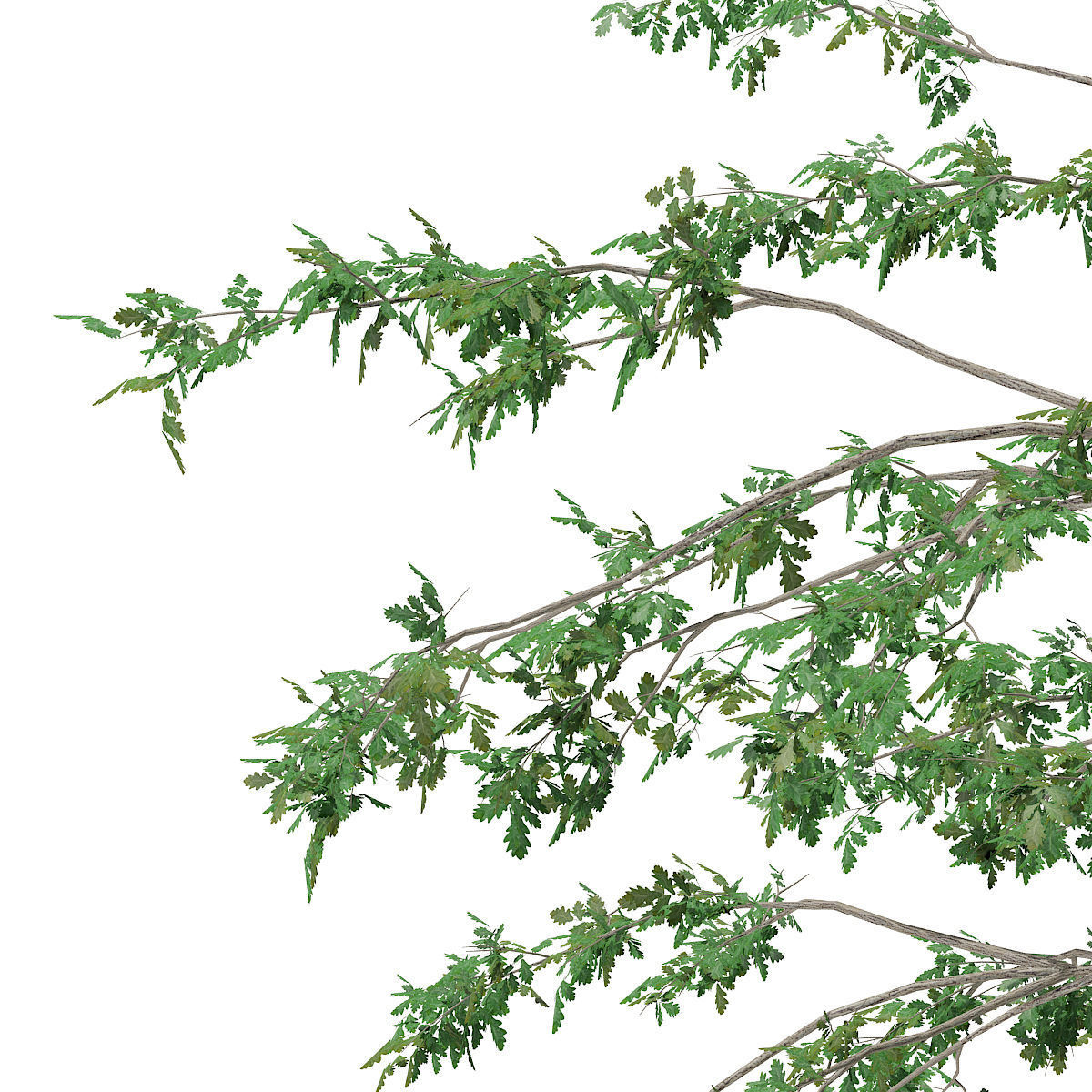 Pedunculate Oak Quercus Robur 15m 3D model_6