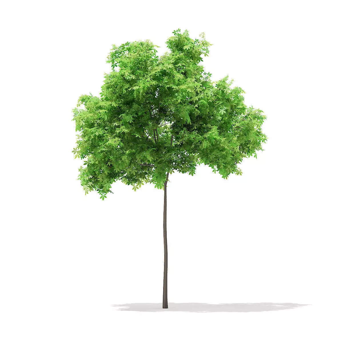 Horse Chestnut Aesculus hippocastanum 5m 3D model_0