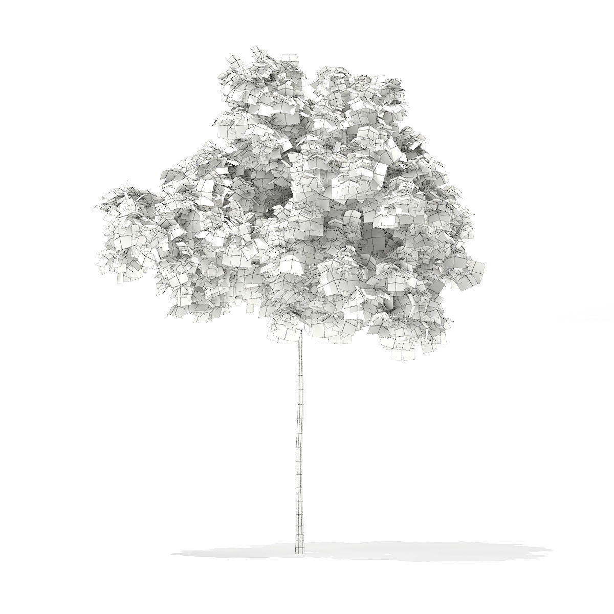 Horse Chestnut Aesculus hippocastanum 5m 3D model_3