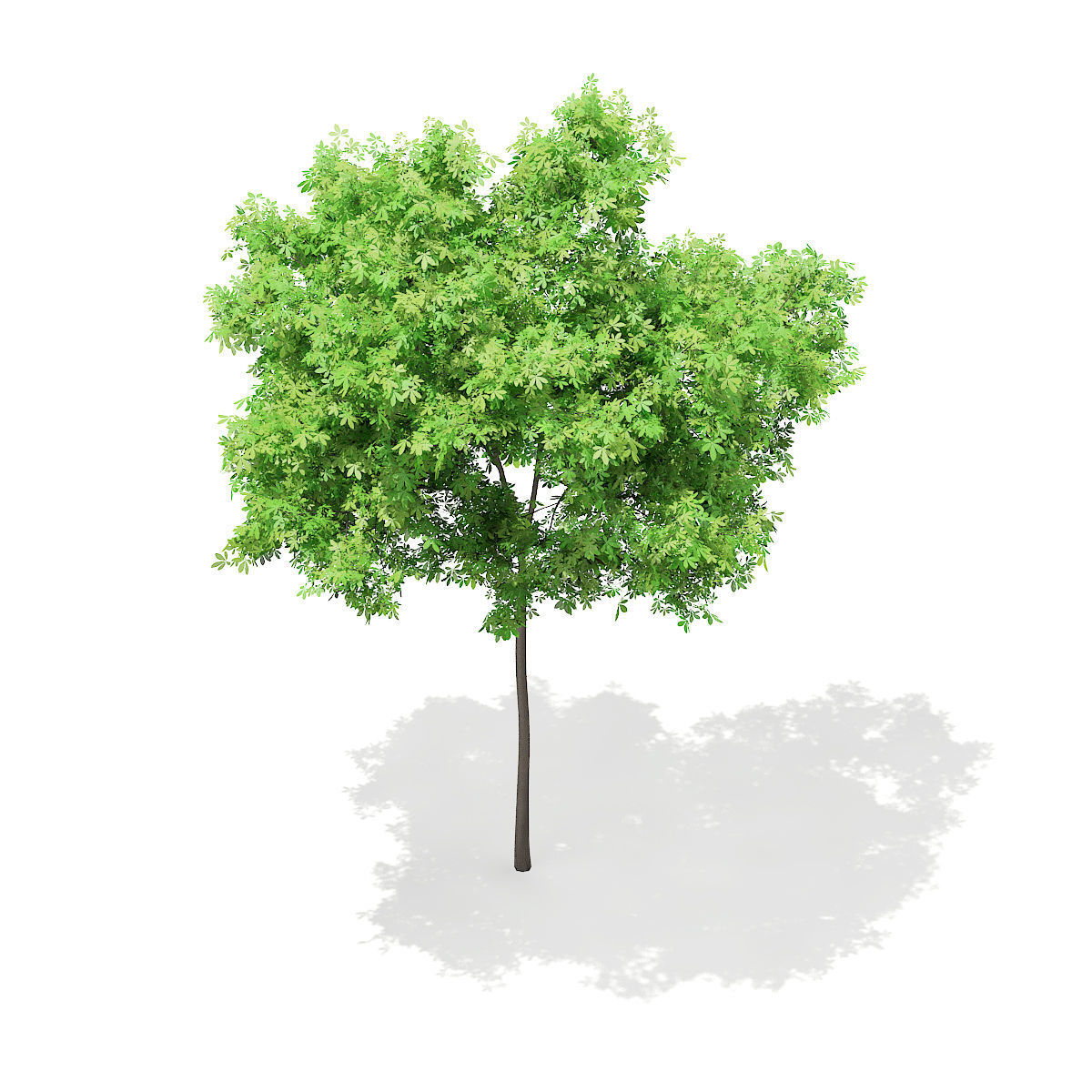 Horse Chestnut Aesculus hippocastanum 5m 3D model_4