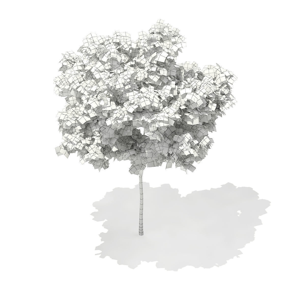 Horse Chestnut Aesculus hippocastanum 5m 3D model_5