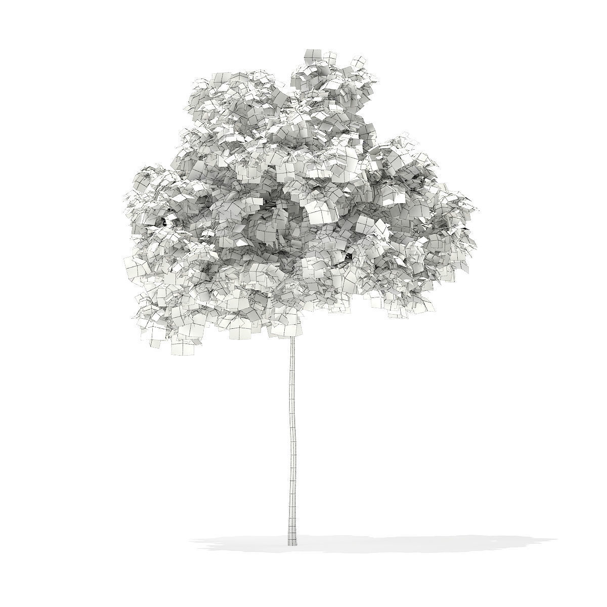 Horse Chestnut Aesculus hippocastanum 5m 3D model_1