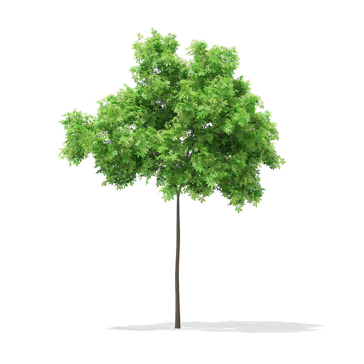 Horse Chestnut Aesculus hippocastanum 5m 3D model_2