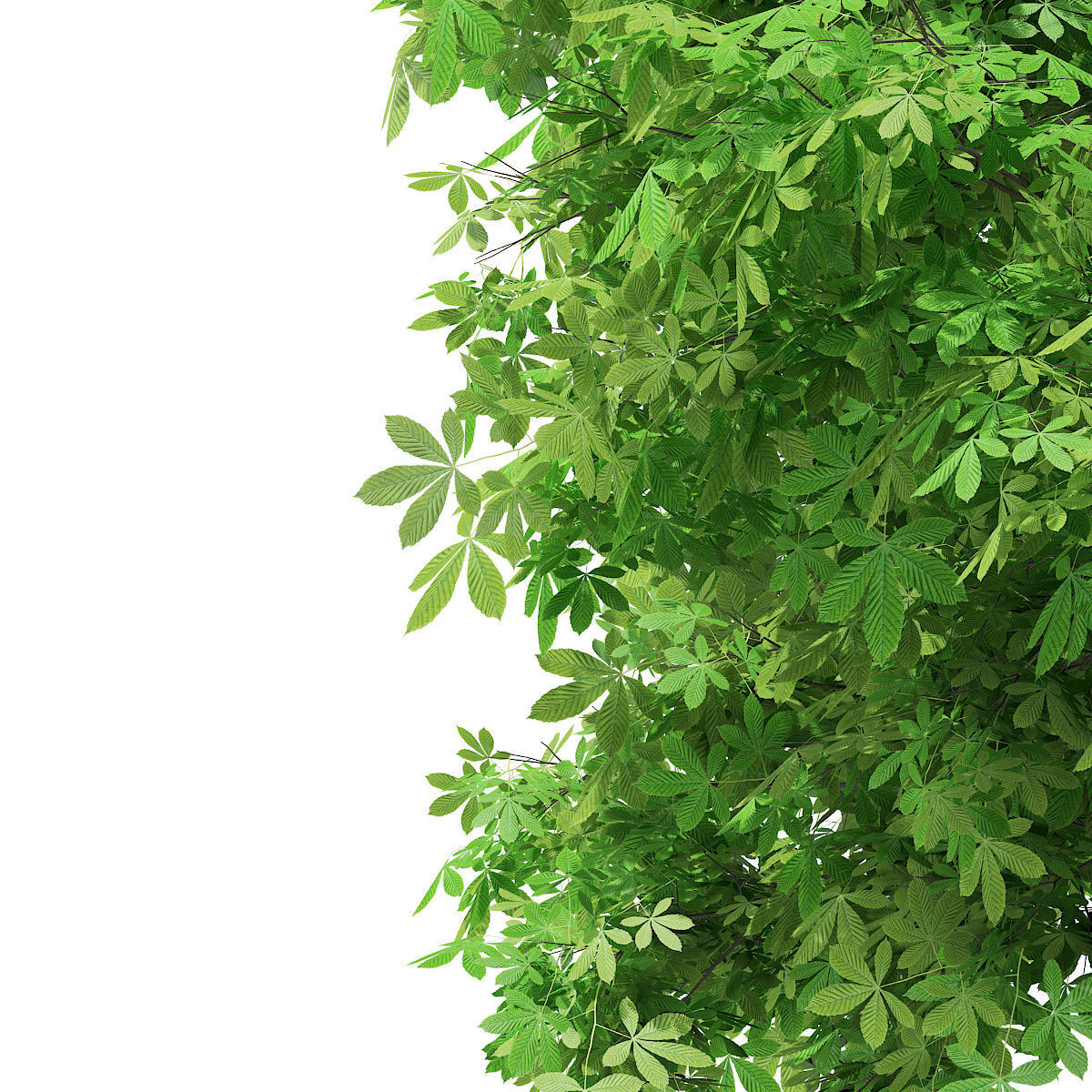 Horse Chestnut Aesculus hippocastanum 5m 3D model_6