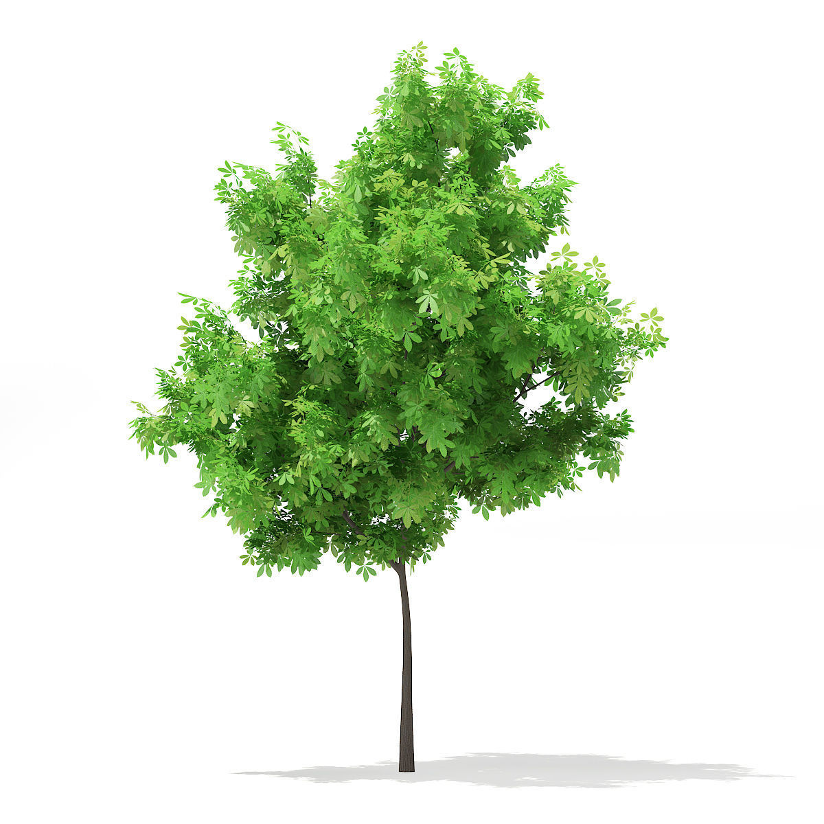 Horse Chestnut Aesculus hippocastanum 4m 3D model_2