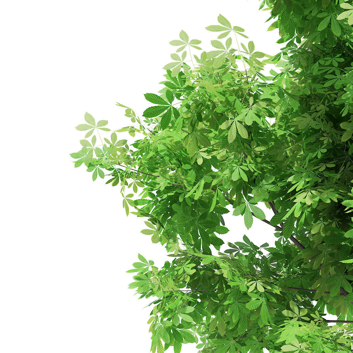 Horse Chestnut Aesculus hippocastanum 4m 3D model_6