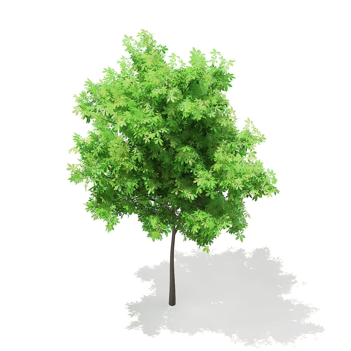 Horse Chestnut Aesculus hippocastanum 4m 3D model_4