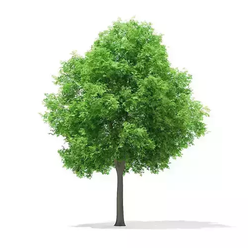 Horse Chestnut Aesculus hippocastanum 8m 3D model
