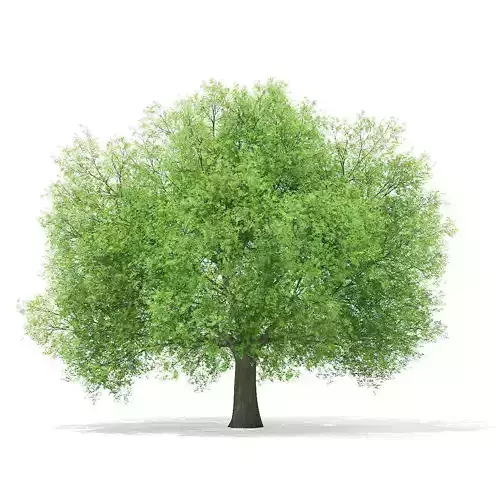 Horse Chestnut Aesculus hippocastanum 16m 3D model