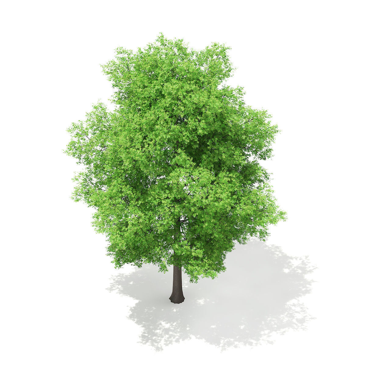 Horse Chestnut Aesculus hippocastanum 23m 3D model_4