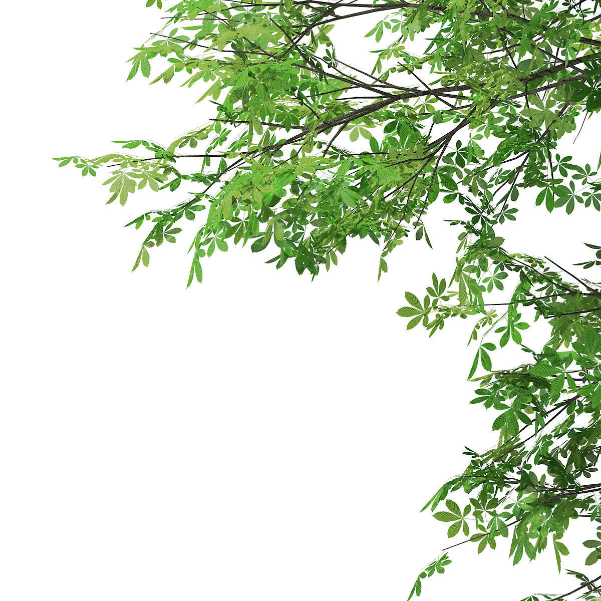 Horse Chestnut Aesculus hippocastanum 23m 3D model_6