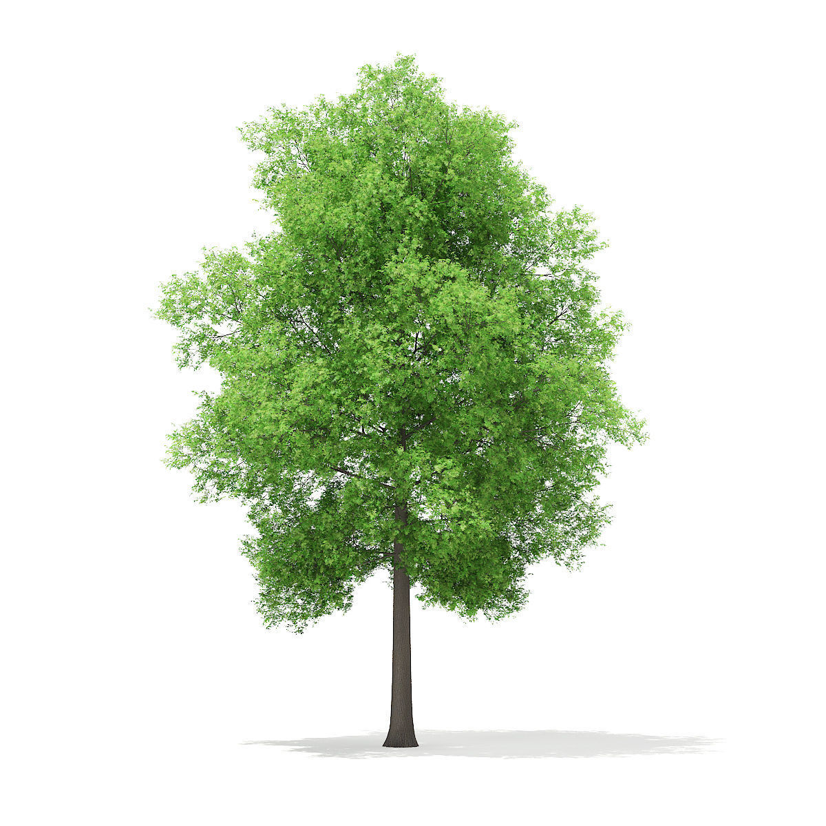 Horse Chestnut Aesculus hippocastanum 23m 3D model_2