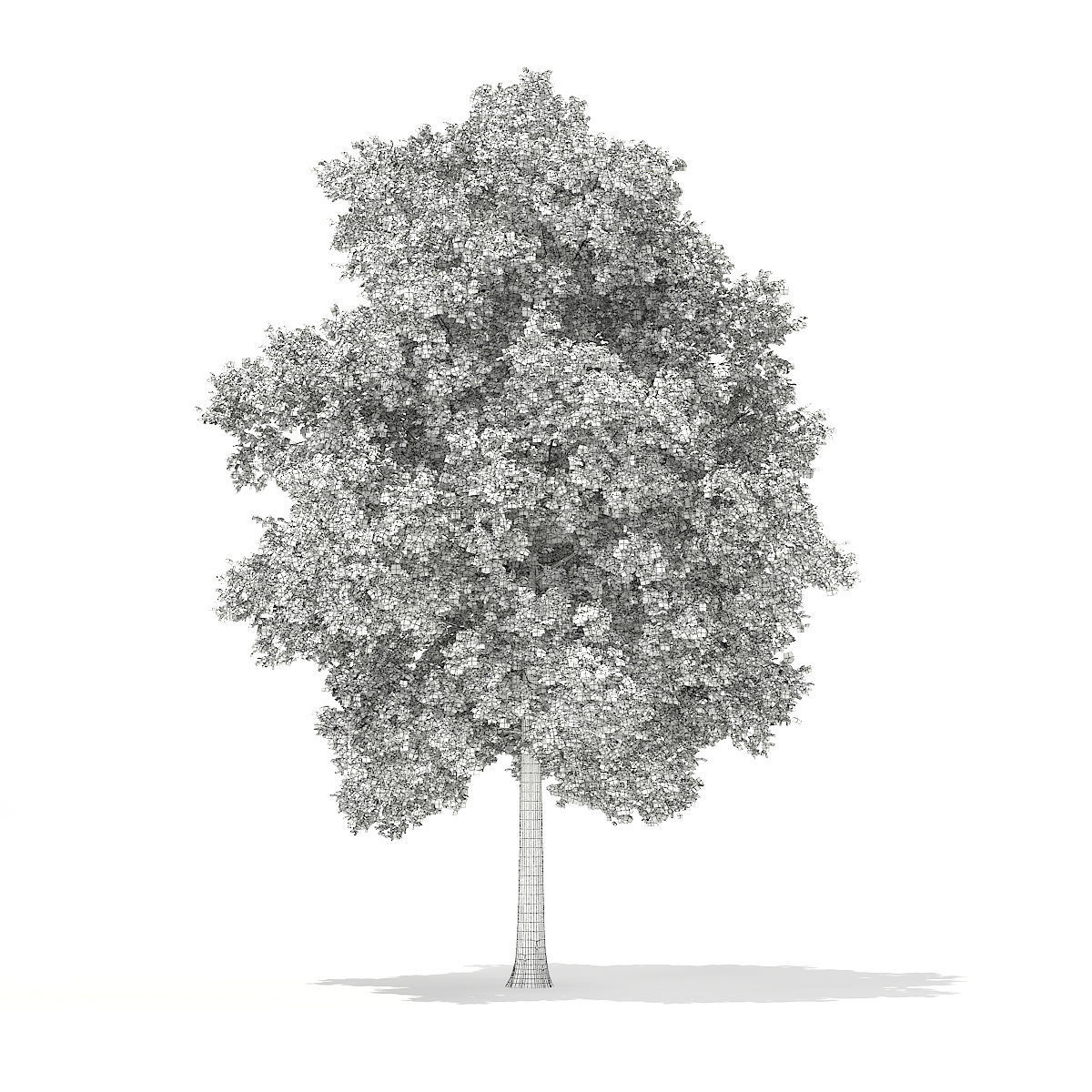 Horse Chestnut Aesculus hippocastanum 23m 3D model_3