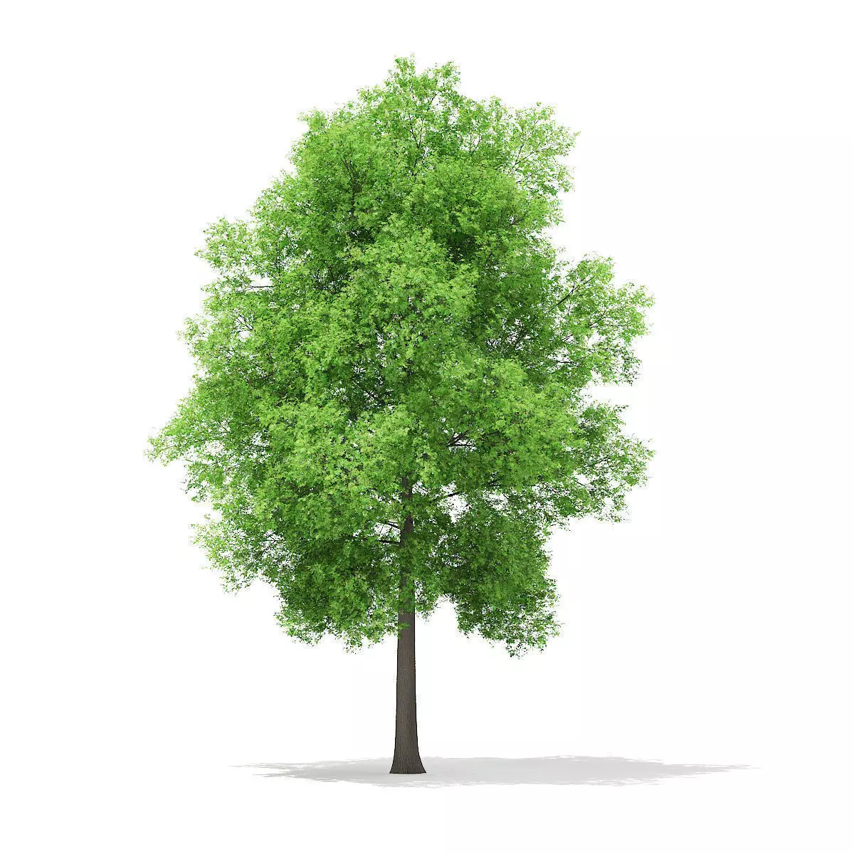 Horse Chestnut Aesculus hippocastanum 23m 3D model_0