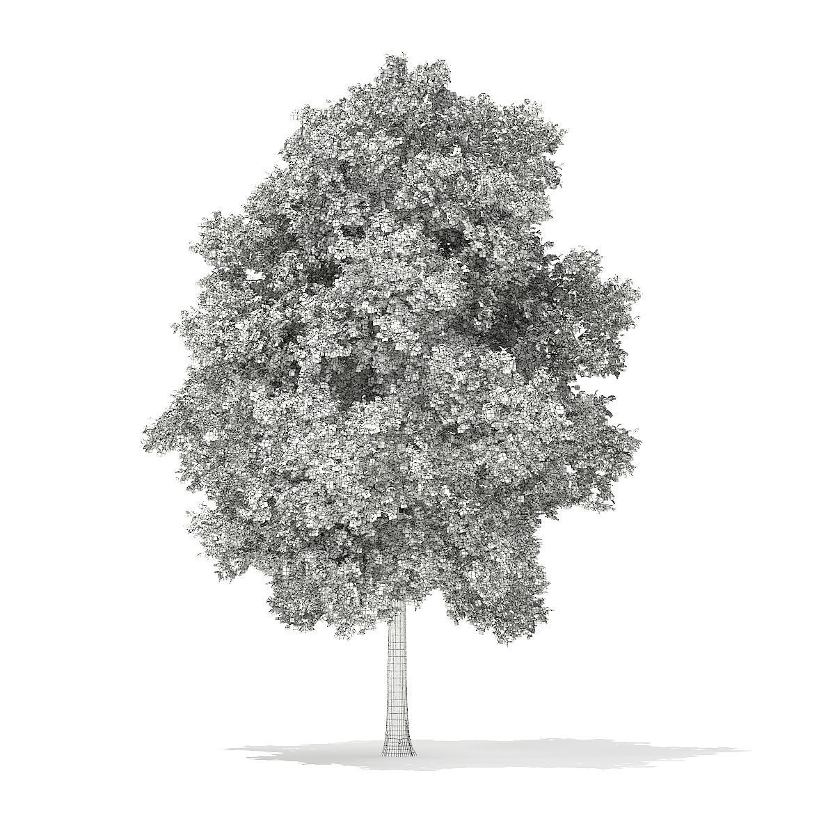 Horse Chestnut Aesculus hippocastanum 23m 3D model_1